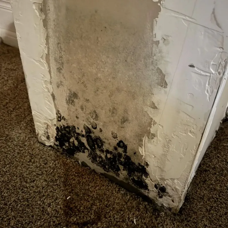Professional Mold Removal in Capitola, CA